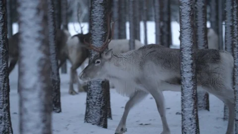Many noble deer going forward in a dense spruce forest in a snowy Finland Stock Footage 122816953