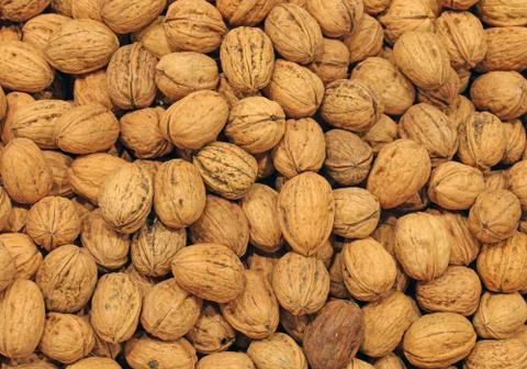 Many nuts collected during the fall 스톡 사진