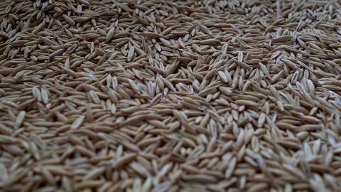 Many oat grains Stock Footage 73631891