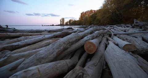 Many old dried logs lie on the seashore and washed by the waves. Pale tree Stock Footage 117281502