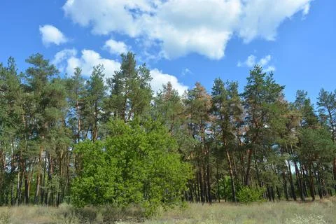 Many old pine trees with old bark and trodden paths, sand road. Stock Photos
