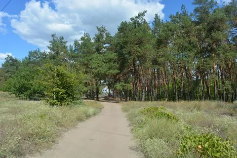 Many old pine trees with old bark and trodden paths, sand road. Stock Photos