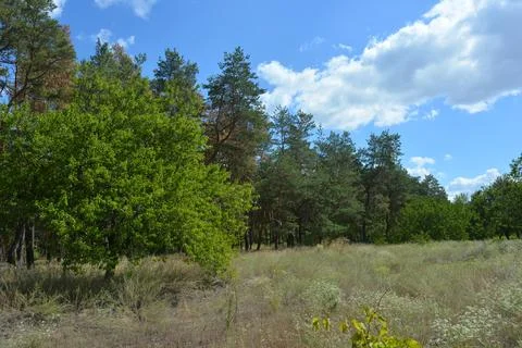Many old pine trees with old bark and trodden paths, sand road. Stock Photos