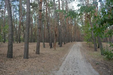 Many old pine trees with old bark and trodden paths, sand road. Stock Photos