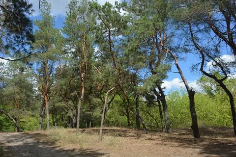 Many old pine trees with old bark and trodden paths, sand road. Stock Photos
