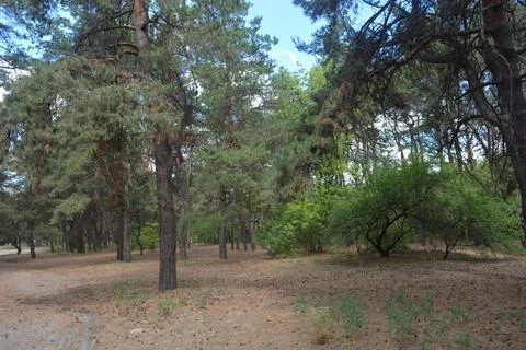 Many old pine trees with old bark and trodden paths, sand road. Foto stock