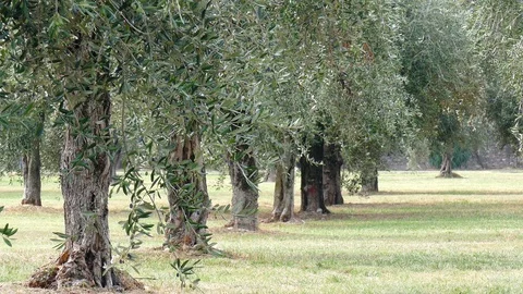 Many olive trees in a meadow Stock Footage 98234584