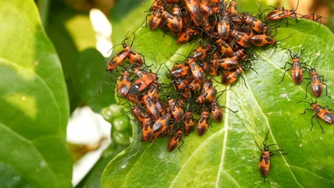 Many orange black leaf-footed bugs on the plants - pest in garden Stock Footage 103550988