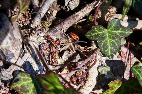 Many orange bugs crawling in the tree trunk Stock Photos