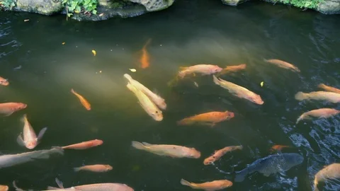 Many Orange Koi Fish in Pond 4K Stock Footage 107288277
