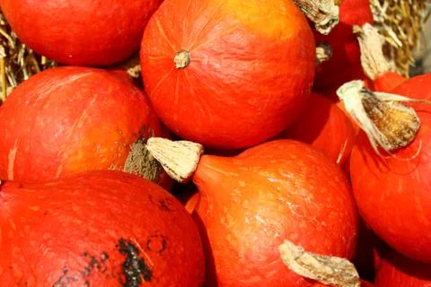 Many orange pumpkins Stock Photos