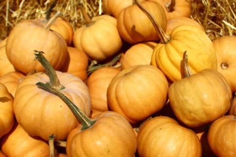 Many orange pumpkins Stock Photos