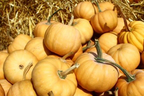 Many orange pumpkins Stock Photos