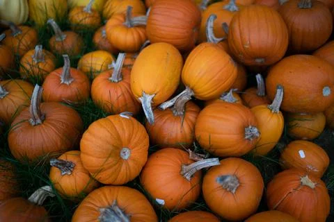 Many orange Pumpkins stacked different sizes Stock Photos