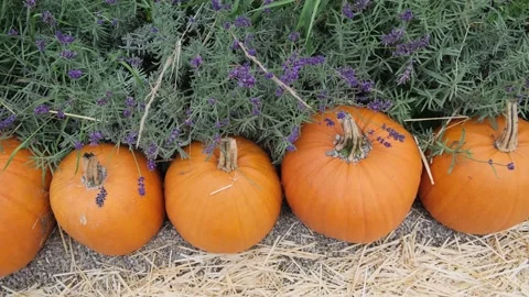 Many Orange pumpkins stand in a row on the ground On the strawnear the lavender Stock Footage 213575441