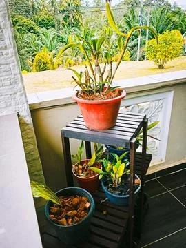 Many orchids in pots Stock Photos