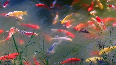 Many ornamental fish are looking for food and playing in the pond with aquatic p Stock Footage 307202276