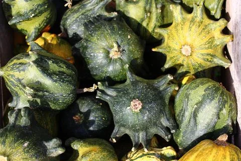 Many ornamental pumpkins Stock Photos