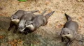 Many otters relaxing near to water, Mustelidae family HD Footage