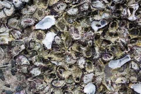 Many Oyster texture Stock Photos