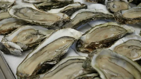 Many oysters lie on crushed ice. Discovered fresh oysters. Cuisine restaurant Stock Footage