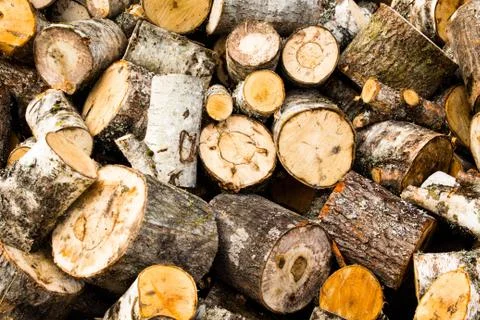 Many painted birch stumps Stock Photos