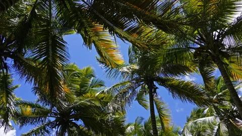 Many palm trees moving in the wind Stock Footage 265913327