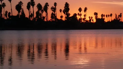 Many palm trees silhouettes reflection, sunset ocean beach, California coast USA Stock Footage 181554921