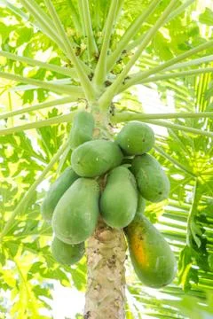 Many papaya on tree Stock Photos