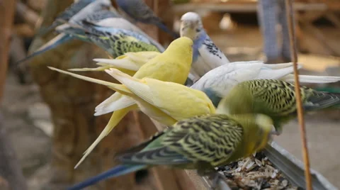 Many Parrots Eat Stock Footage 52435862
