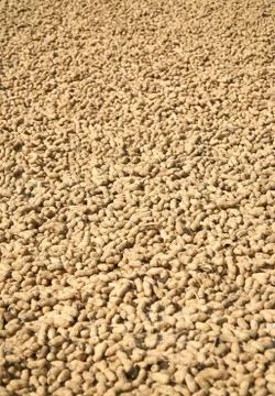 Many Peanuts in shell texture background. Raw peanuts getting dryed in the sun Stock Photos