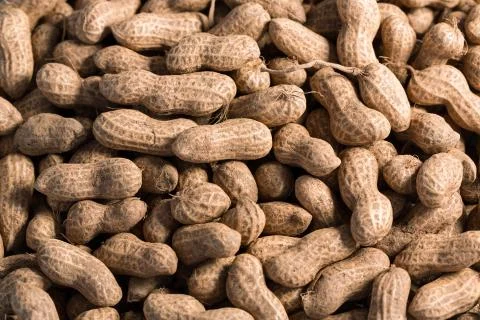 Many peanuts in shells use for background 스톡 사진