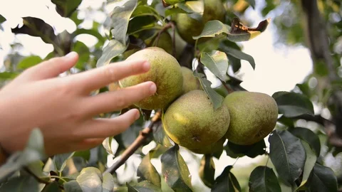 Many pear fruit picking Stock Footage 94363602