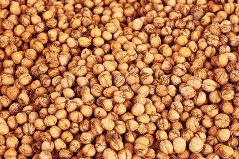 Many pecans Stock Photos