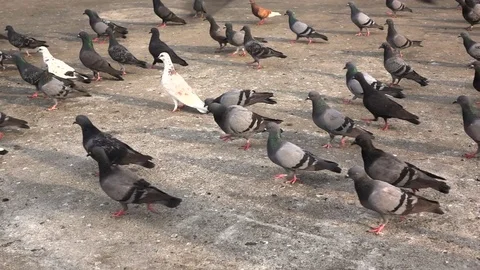 Many Pegion walking on the ground Stock-Footage 72216272