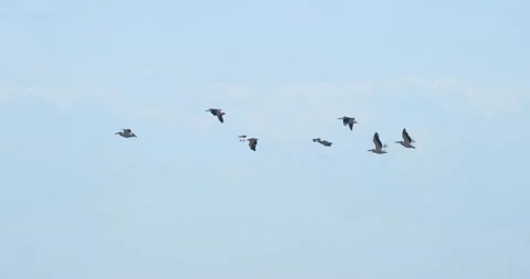 Many pelicans fly Stock Footage 139131900