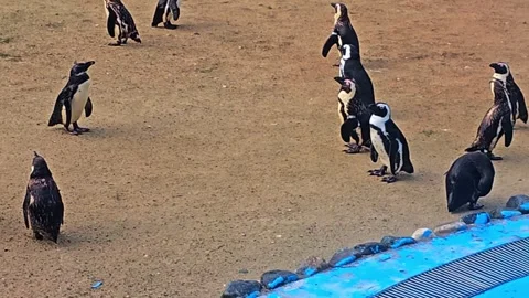 Many penguins that are standing. Stock Footage 282622153