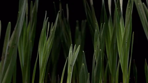 Many peony growing timelapse Stock Footage 84487972