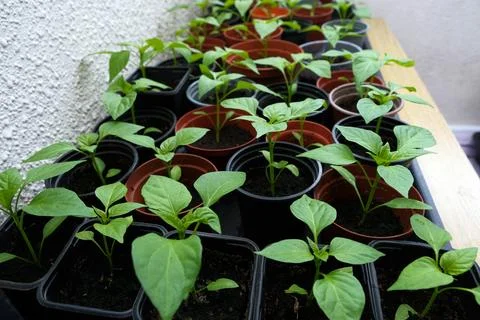 Many  Pepper Seedlings Growing in Small Plastic Pots Photos