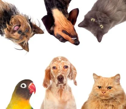 Many pets isolated 스톡 사진