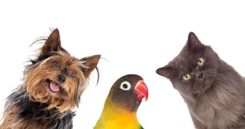 Many pets isolated 스톡 사진