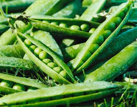 Many Picked Snap Peas Foto stock