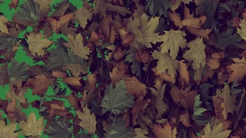 Many pieces of paper scattered on it lot falling leaves bunch lots that are 스톡 동영상 336893256