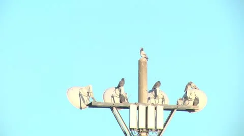Many pigeon,lighting, perched on Stock Footage 21723436