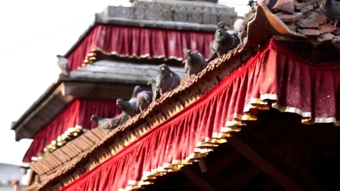 Many pigeons are sitting on the temples roofs at Durbar square. Kathmandu, Nepal 스톡 동영상 74340939