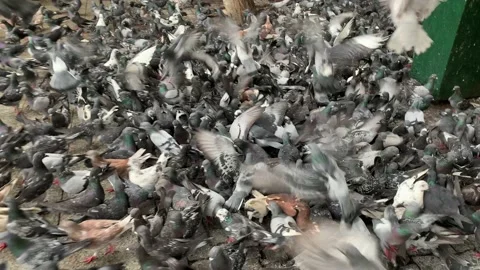 Many pigeons in Athens Stock Footage 163354188