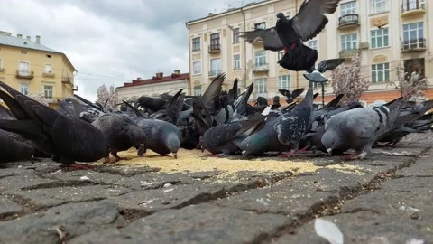 Many pigeons in a city square. Stock Footage 154455382