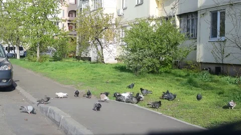 Many pigeons fed in a city Stock Footage 74753239