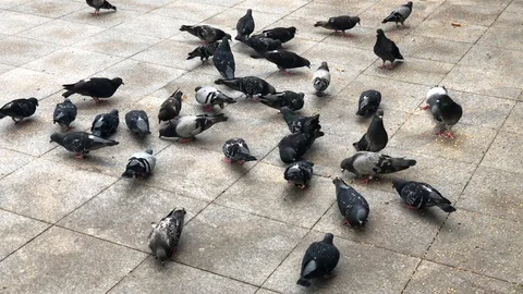 Many pigeons feeding themselves, one flies away. Stock Footage