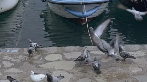 Many pigeons fly at the pier Stock Footage 91480937